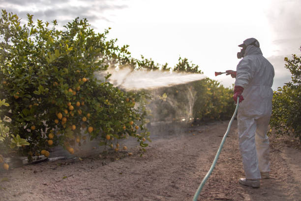 Best Ant Control Services  in Valencia, NM
