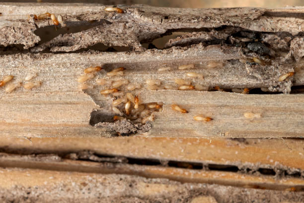 Best Affordable Pest Control Services  in Valencia, NM